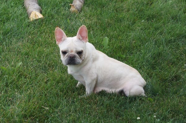 French Bulldog Faith - Mom - Family Puppies