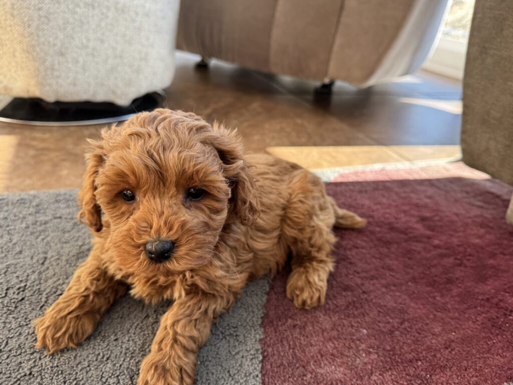 A Cockapoo puppy