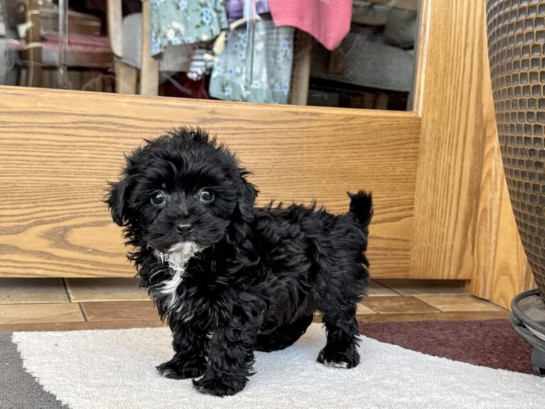 A Coton de Tulear Puppy